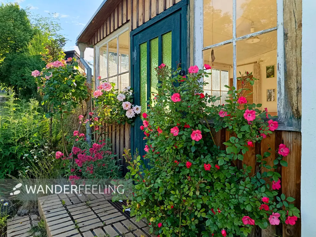 202606090-34 - Veranda mit Rosen in Carwitz, Mecklenburgische Seenplatte, Mecklenburg-Vorpommern, Deutschland