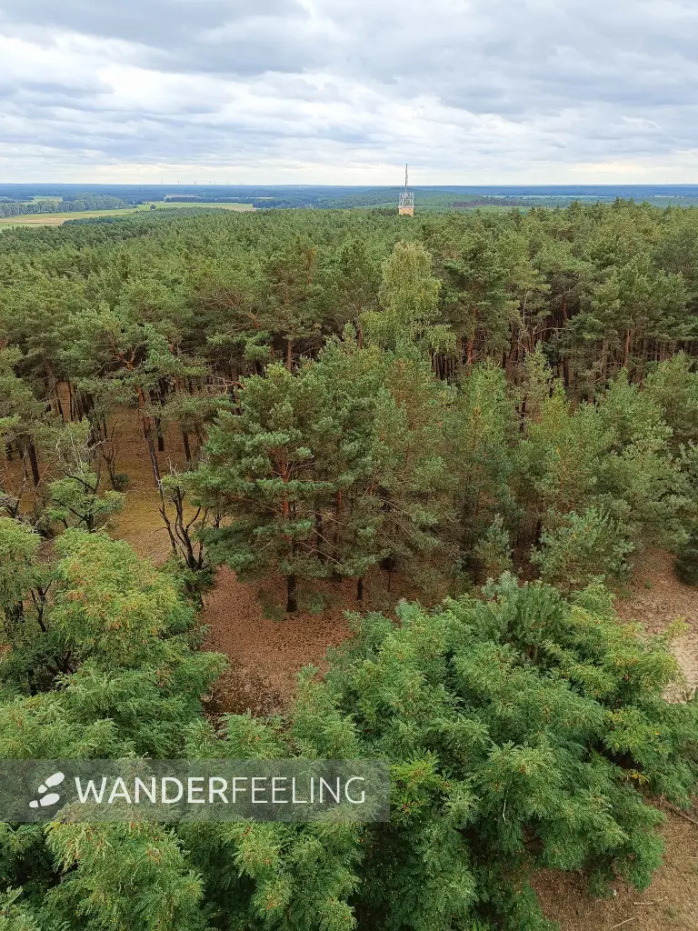 202609040-29 - Vorderer Löwendorfer Berg bei Löwendorf, Fläming, Brandenburg, Deutschland