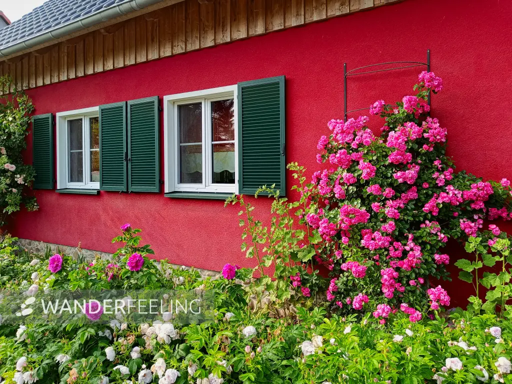 202506110-28 - Vorgarten mit Rosen in Himmelpfort, Ruppiner Seenland, Brandenburg, Deutschland