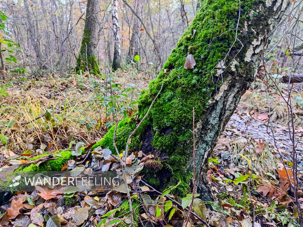 202311130-04 - Wald an der Krummen Laake bei Müggelheim, Berlin, Deutschland