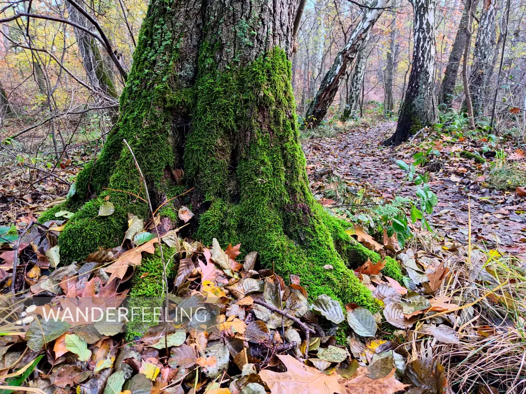 202311130-05 - Wald an der Krummen Laake bei Müggelheim, Berlin, Deutschland