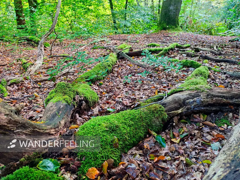 202309230-04 - Wald bei Aumühle, Herzogtum Lauenburg und Stormarn, Schleswig-Holstein, Deutschland
