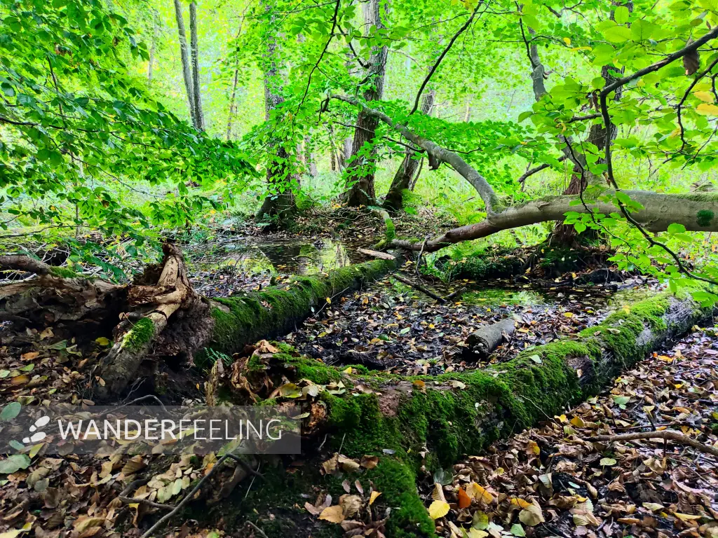 202309230-06 - Wald bei Aumühle, Herzogtum Lauenburg und Stormarn, Schleswig-Holstein, Deutschland