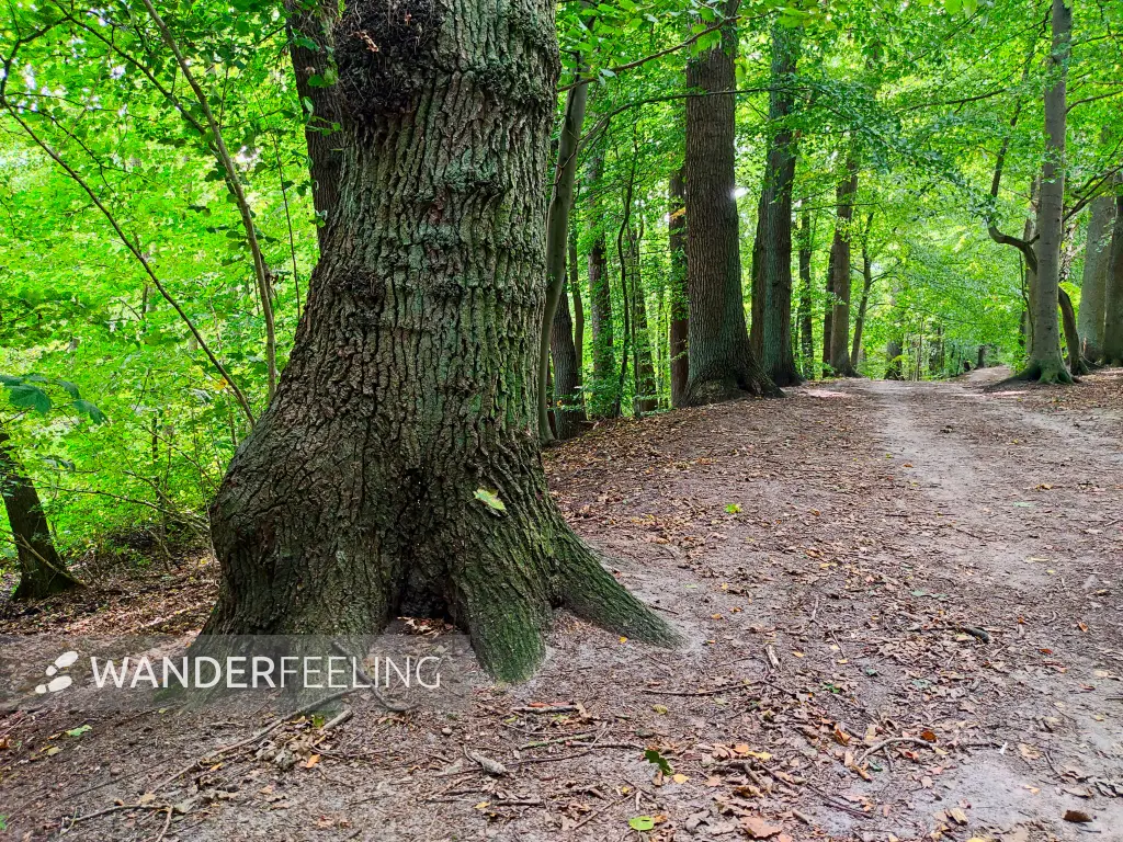 202309230-13 - Wald bei Aumühle, Herzogtum Lauenburg und Stormarn, Schleswig-Holstein, Deutschland