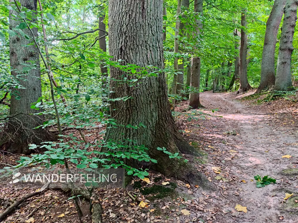 202309230-14 - Wald bei Aumühle, Herzogtum Lauenburg und Stormarn, Schleswig-Holstein, Deutschland