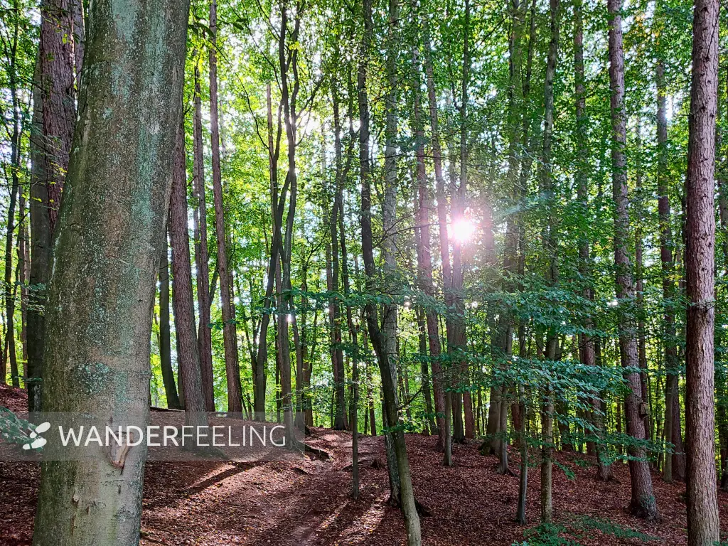 202309230-45 - Wald bei Bergedorf, Hamburg, Deutschland