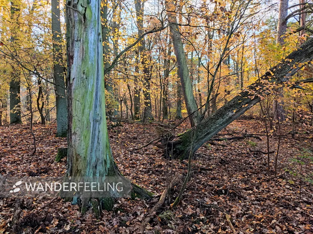 202311130-12 - Wald bei Müggelheim, Berlin, Deutschland