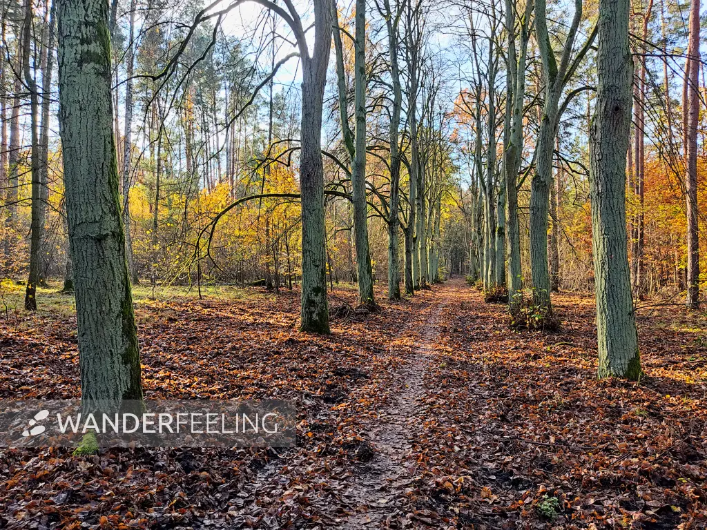 202311130-14 - Wald bei Müggelheim, Berlin, Deutschland