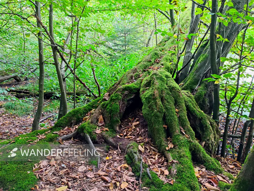 202309230-26 - Wald bei Reinbek, Herzogtum Lauenburg und Stormarn, Schleswig-Holstein, Deutschland