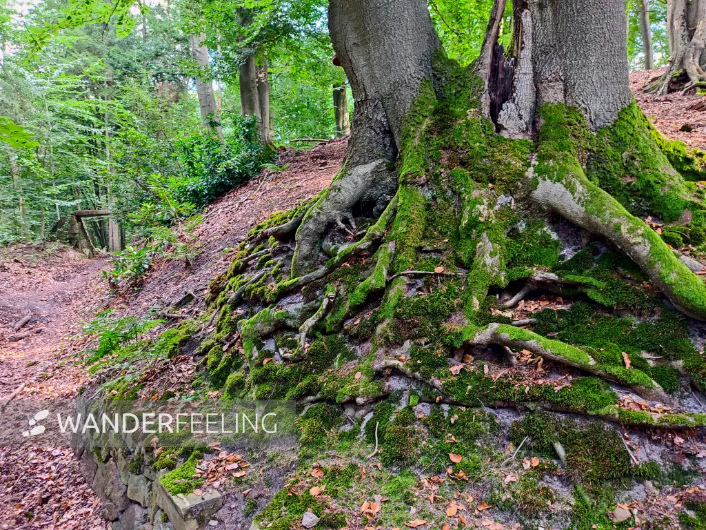 202309230-31 - Wald bei Reinbek, Herzogtum Lauenburg und Stormarn, Schleswig-Holstein, Deutschland