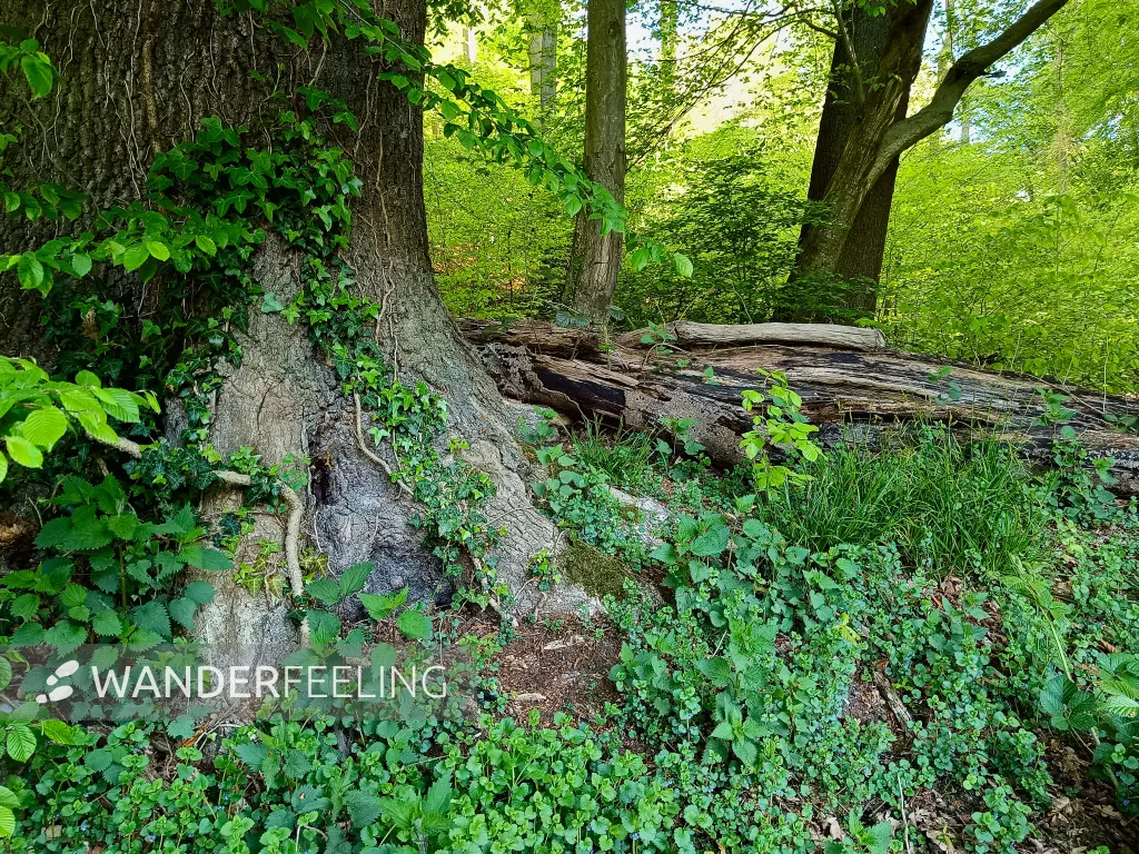 202604230-17 - Wald im Düsseltal, Bergisches Land, Nordrhein-Westfalen, Deutschland