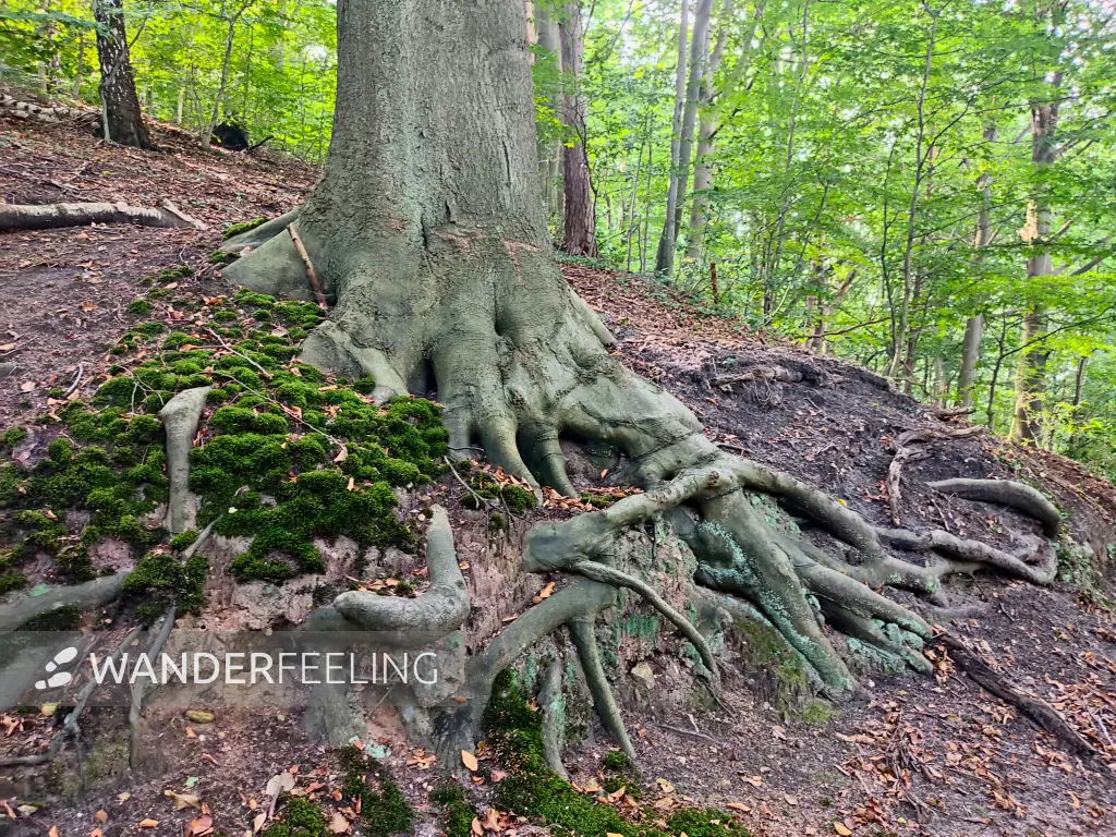202309250-13 - Wald in Blankenese, Hamburg, Deutschland