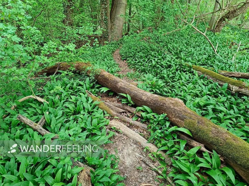 202504150-26 - Wald mit Bärlauch in den Rheinauen bei Eggenstein-Leopoldshafen, Nordbaden, Baden-Württemberg, Deutschland