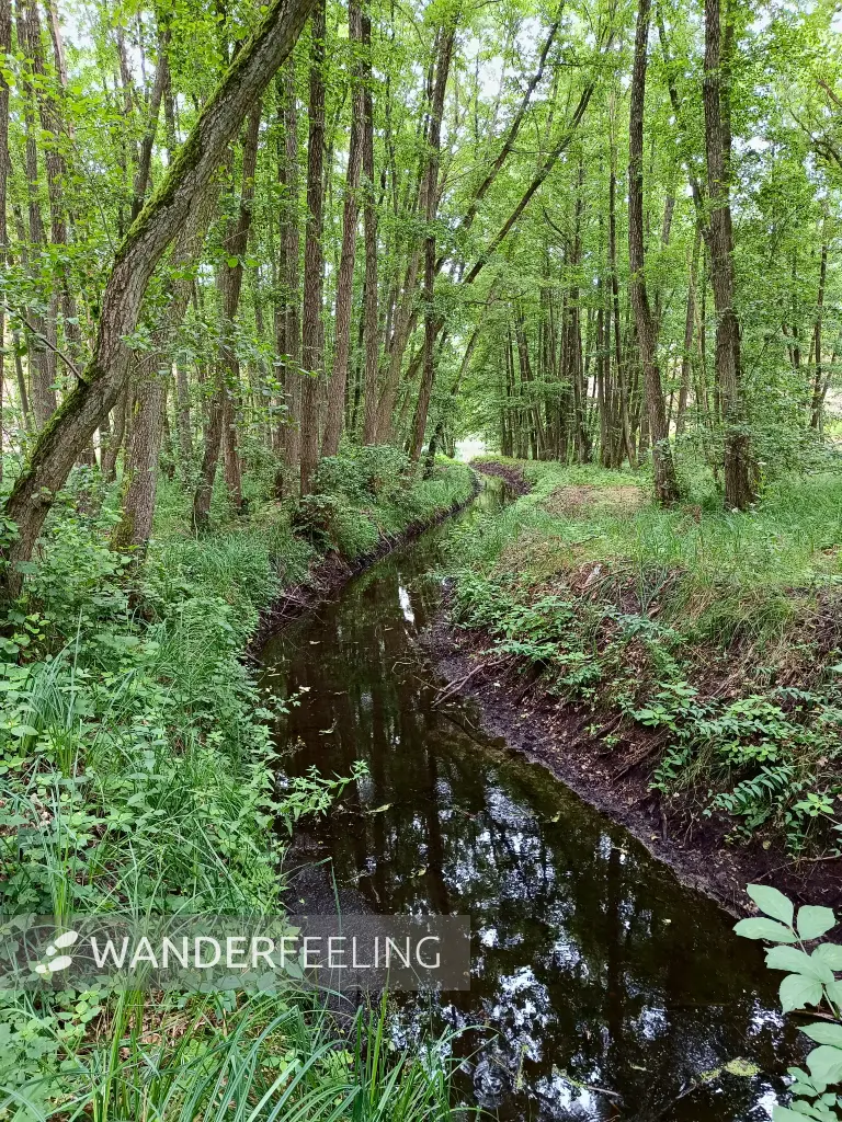 202507260-14 - Waldgebiet zwischen Kützkow und Plaue, Havelland, Brandenburg, Deutschland