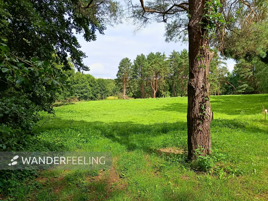 202508020-10 - Waldlichtung bei Münchehofe, Märkische Schweiz, Seenland Oder-Spree, Brandenburg, Deutschland