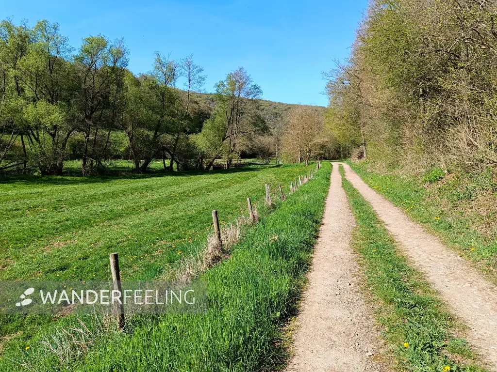 202604240-22 - Waldrand bei Nöthen, Eifel, Nordrhein-Westfalen, Deutschland