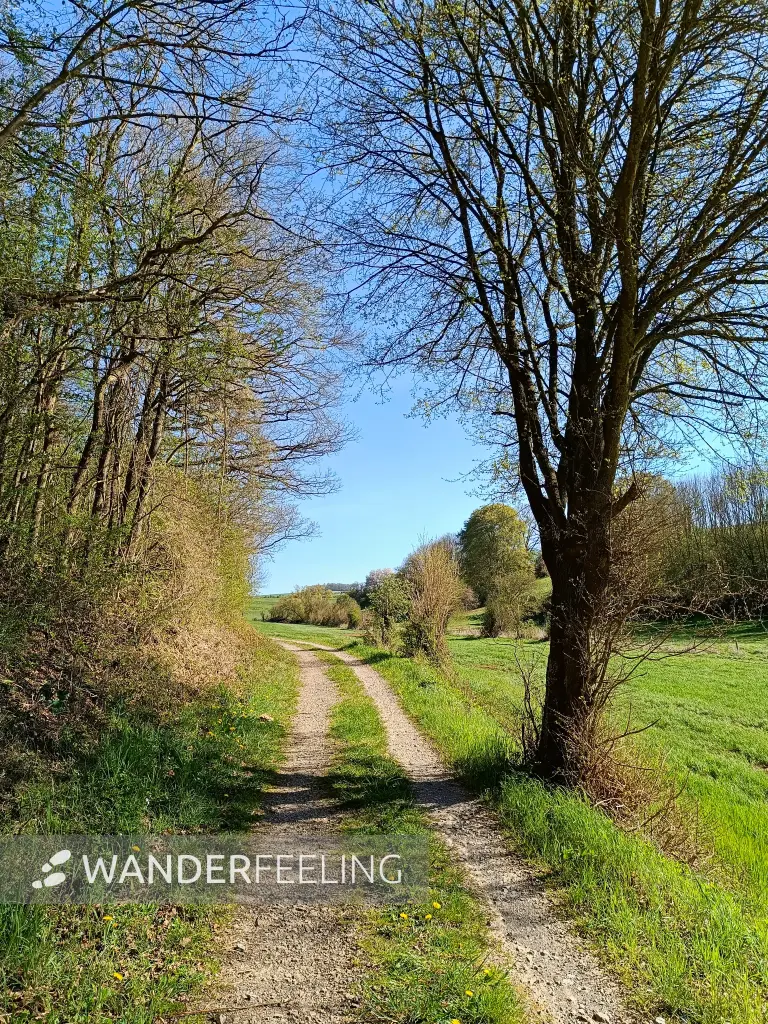202604240-23 - Waldrand bei Nöthen, Eifel, Nordrhein-Westfalen, Deutschland