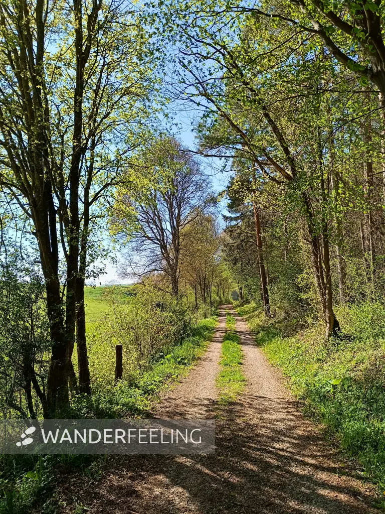 202604240-24 - Waldrand bei Nöthen, Eifel, Nordrhein-Westfalen, Deutschland