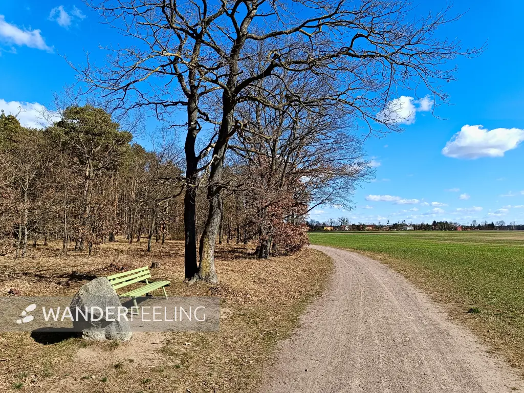 202503170-20 - Waldrand bei Zörnigall, Anhalt-Dessau-Wittenberg, Sachsen-Anhalt, Deutschland