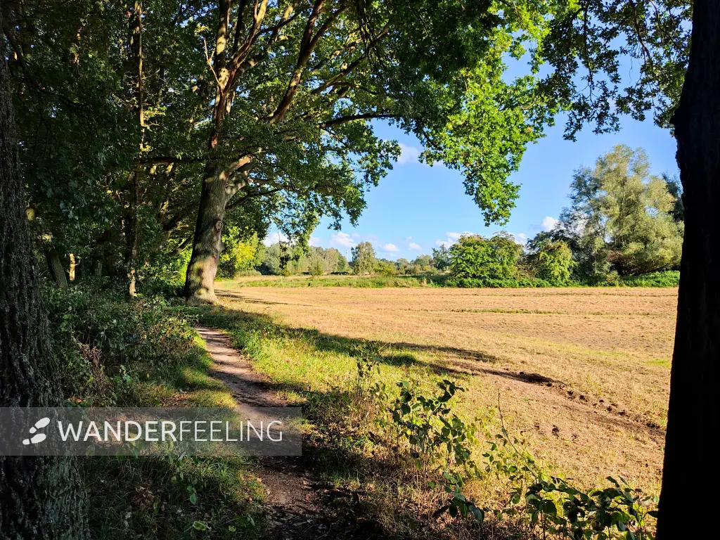202309241-06 - Waldrand iin der Boberger Niederung, Hamburg, Deutschland
