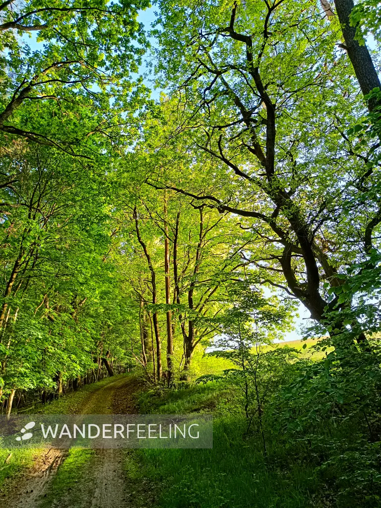 202505130-43 - Waldrand im Müritz-Nationalpark bei Dambeck, Mecklenburgische Seenplatte, Mecklenburg-Vorpommern, Deutschland