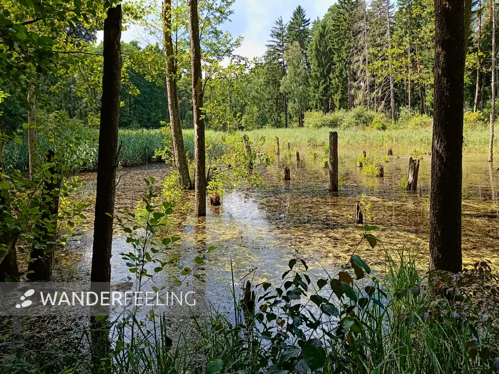 202508020-19 - Waldsee in der Märkischen Schweiz, Seenland Oder-Spree, Brandenburg, Deutschland