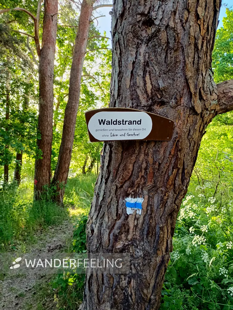 202605270-44 - Waldstrand am Dobbertiner See, Mecklenburgische Seenplatte, Mecklenburg-Vorpommern, Deutschland