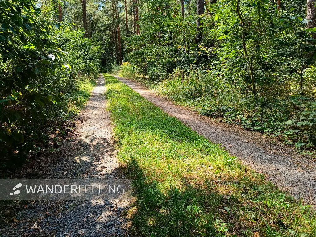 202408260-26 - Waldweg am Bergwitzsee, Anhalt-Dessau-Wittenberg, Sachsen-Anhalt, Deutschland