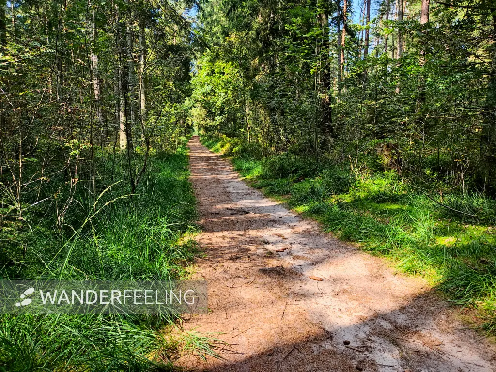 202308240-20 - Waldweg am Büsenbachtal, Lüneburger Heide, Niedersachsen, Deutschland