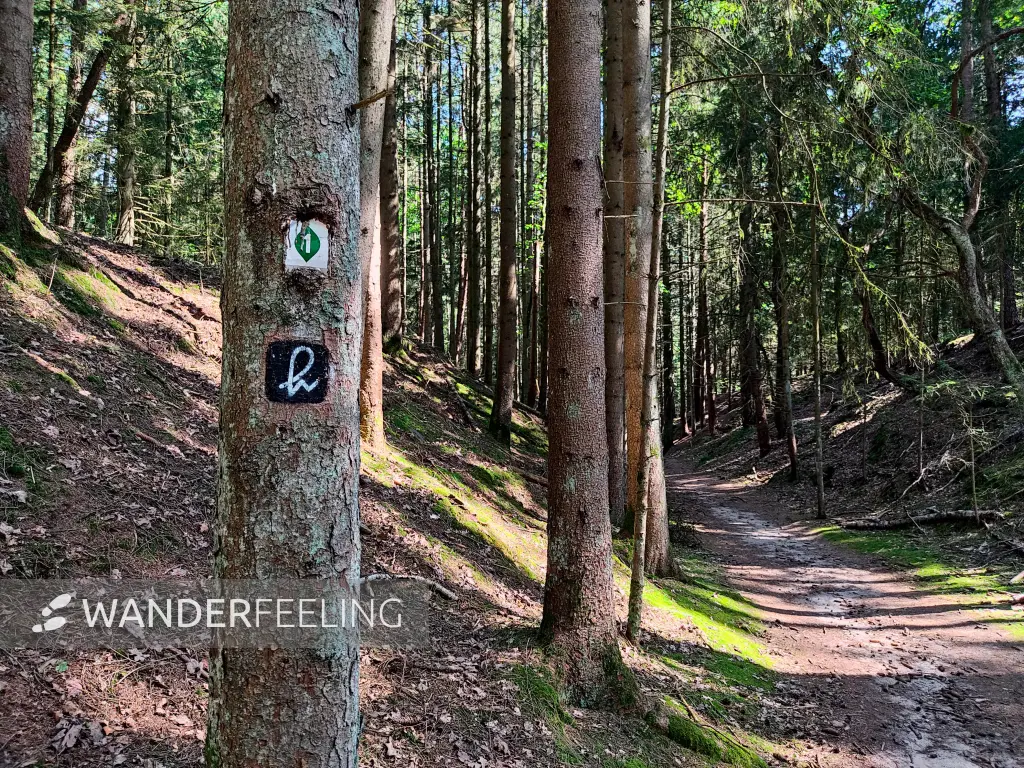 202308240-22 - Waldweg am Büsenbachtal, Lüneburger Heide, Niedersachsen, Deutschland