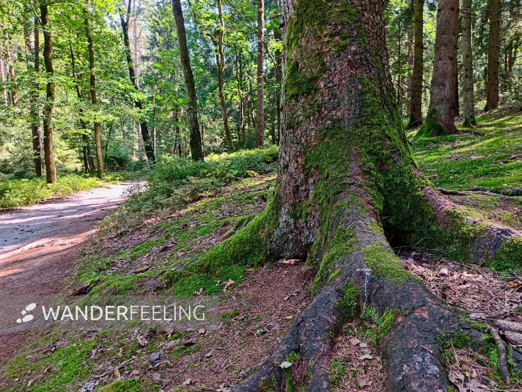 202308240-24 - Waldweg am Büsenbachtal, Lüneburger Heide, Niedersachsen, Deutschland
