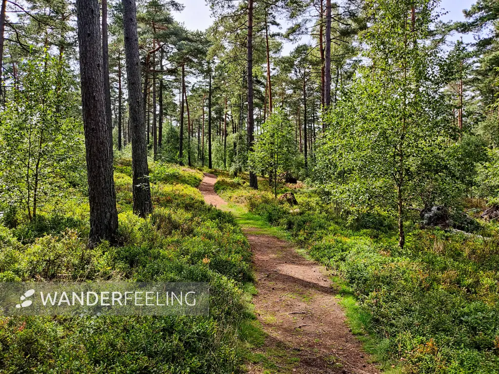 202308240-35 - Waldweg am Büsenbachtal, Lüneburger Heide, Niedersachsen, Deutschland