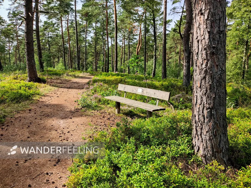 202308240-36 - Waldweg am Büsenbachtal, Lüneburger Heide, Niedersachsen, Deutschland