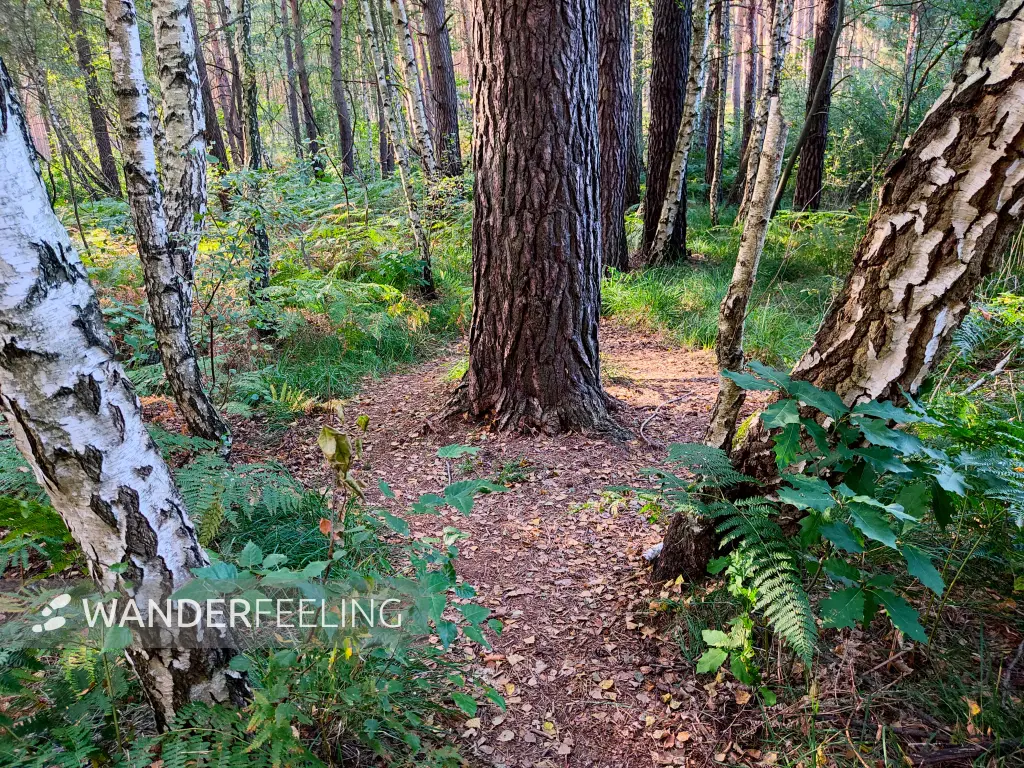 202309160-25 - Waldweg am Grubensee bei Limsdorf, Seenland Oder-Spree, Brandenburg, Deutschland