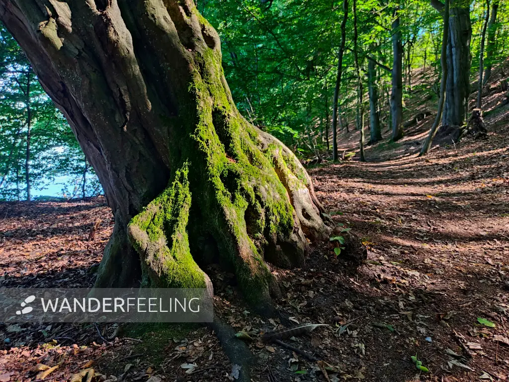 202309040-26 - Waldweg am Huwenowsee bei Meseberg, Ruppiner Seenland, Brandenburg, Deutschland