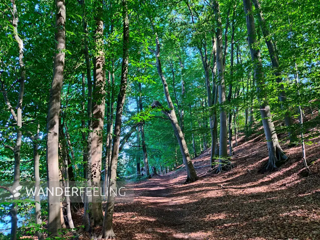 202309040-28 - Waldweg am Huwenowsee bei Meseberg, Ruppiner Seenland, Brandenburg, Deutschland