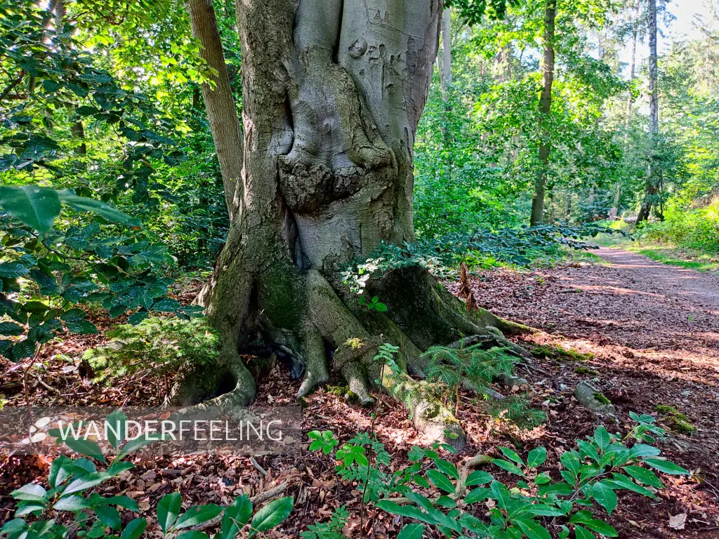 202307260-38 - Waldweg am Müritz-Nationalpark, Mecklenburg-Vorpommern, Deutschland