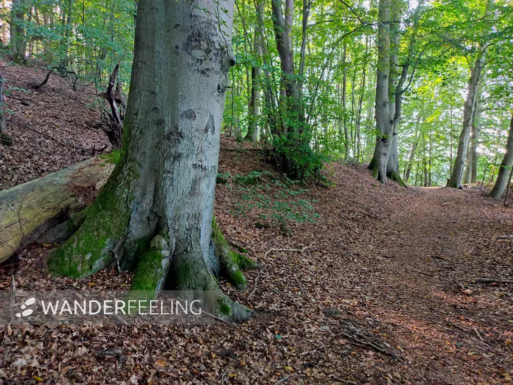 202309110-23 - Waldweg am Peetschsee  bei Neuglobsow, Ruppiner Seenland, Brandenburg, Deutschland