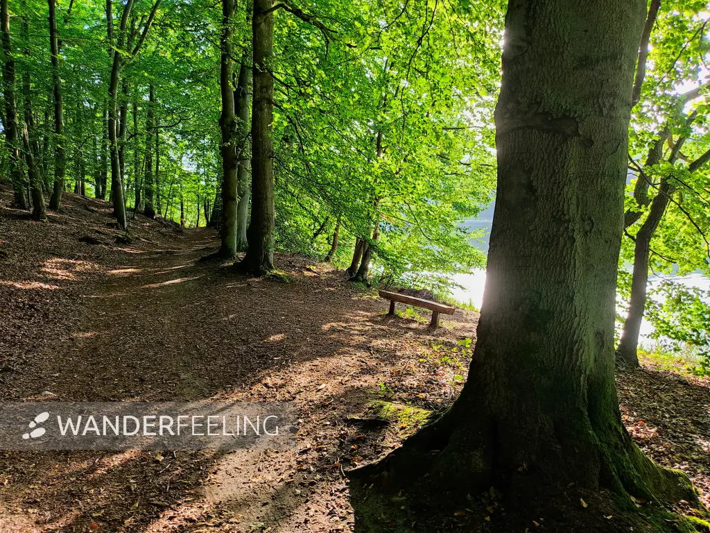 202309110-29 - Waldweg am Peetschsee bei Neuglobsow, Ruppiner Seenland, Brandenburg, Deutschland
