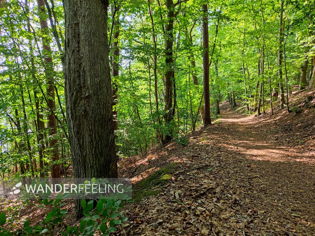 202309110-17 - Waldweg am Peetschsee bei Steinförde, Ruppiner Seenland, Brandenburg, Deutschland