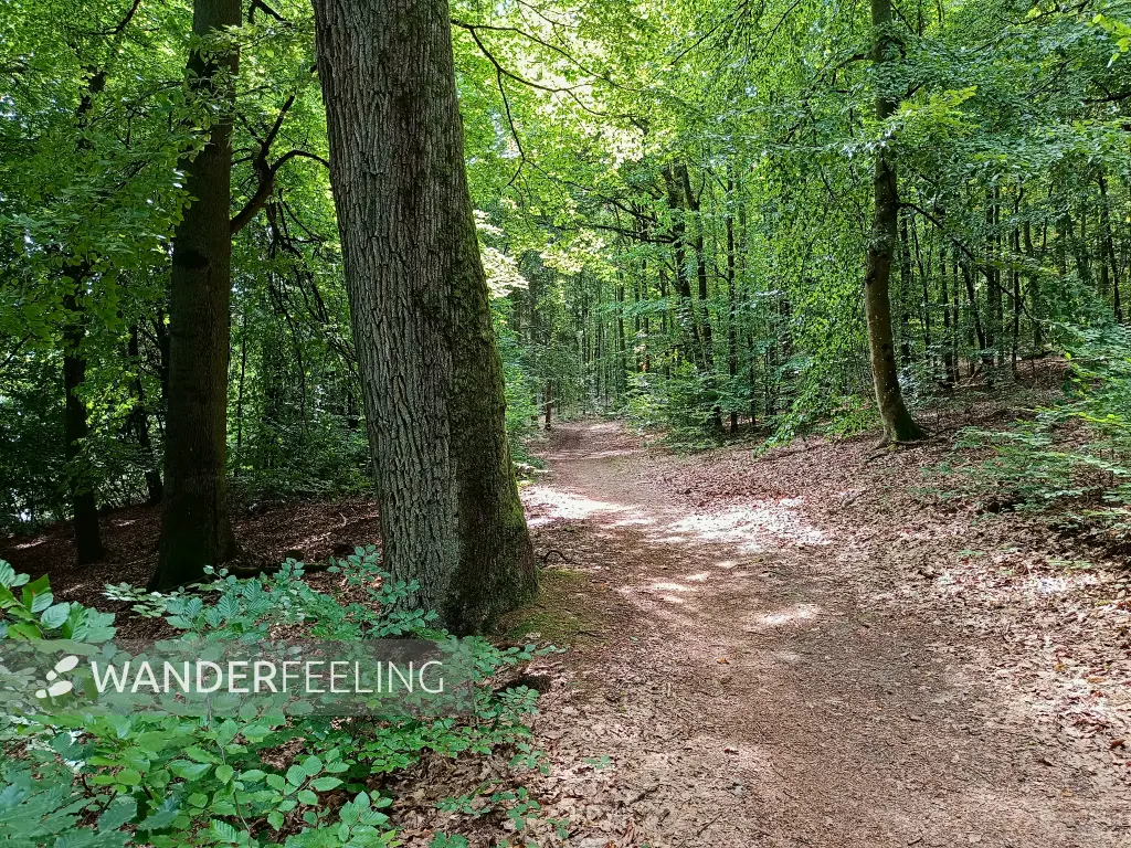 202509010-17 - Waldweg am Peetschsee im NSG Stechlin, Ruppiner Seenland, Brandenburg, Deutschland