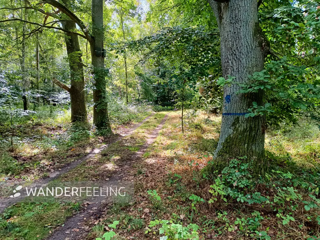 202509120-17 - Waldweg am Petersdorfer See, Mecklenburgische Seenplatte, Mecklenburg-Vorpommern, Deutschland