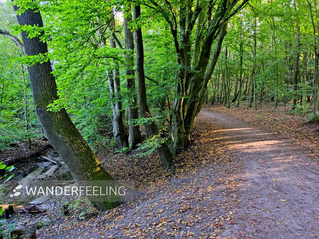 202309240-11 - Waldweg am Pinnau-Biotop bei Henstedt-Ulzburg, Schleswig-Holstein, Deutschland