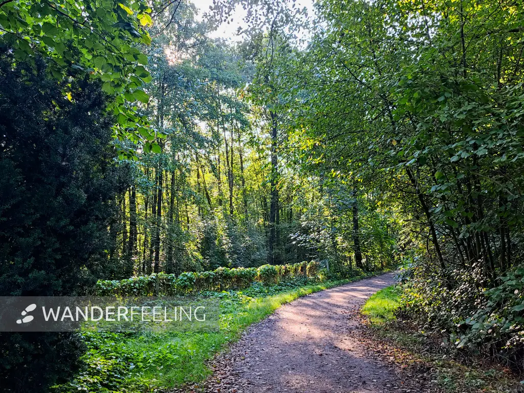 202309240-14 - Waldweg am Pinnau-Biotop bei Henstedt-Ulzburg, Schleswig-Holstein, Deutschland