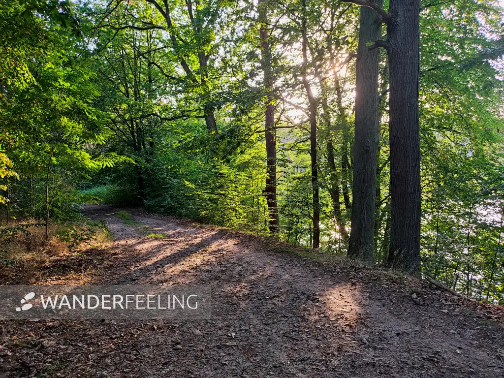202309110-31 - Waldweg am Röblinsee bei Fürstenberg, Ruppiner Seenland, Brandenburg, Deutschland