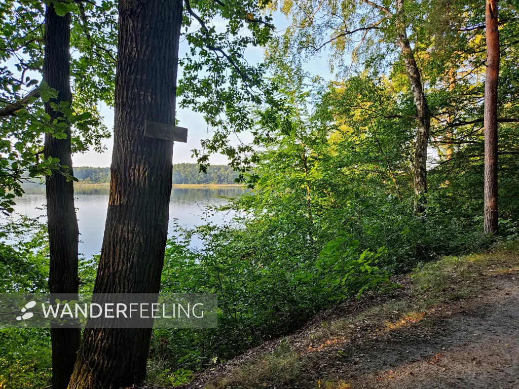 202309110-32 - Waldweg am Röblinsee bei Fürstenberg, Ruppiner Seenland, Brandenburg, Deutschland