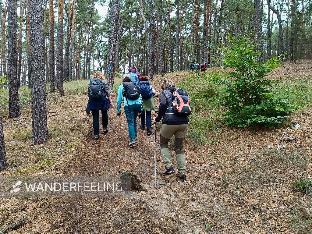 202510110-07 - Waldweg am Saarmunder Endmoränenbogen, Fläming, Brandenburg, Deutschland