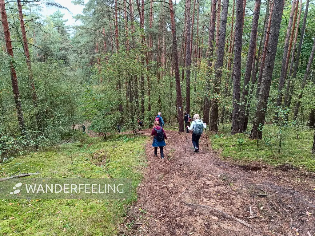202510110-09 - Waldweg am Saarmunder Endmoränenbogen, Fläming, Brandenburg, Deutschland
