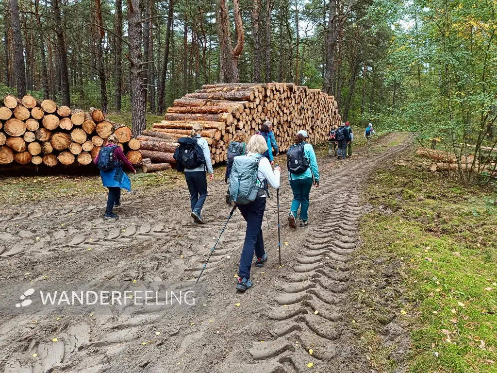 202510110-11 - Waldweg am Saarmunder Endmoränenbogen, Fläming, Brandenburg, Deutschland