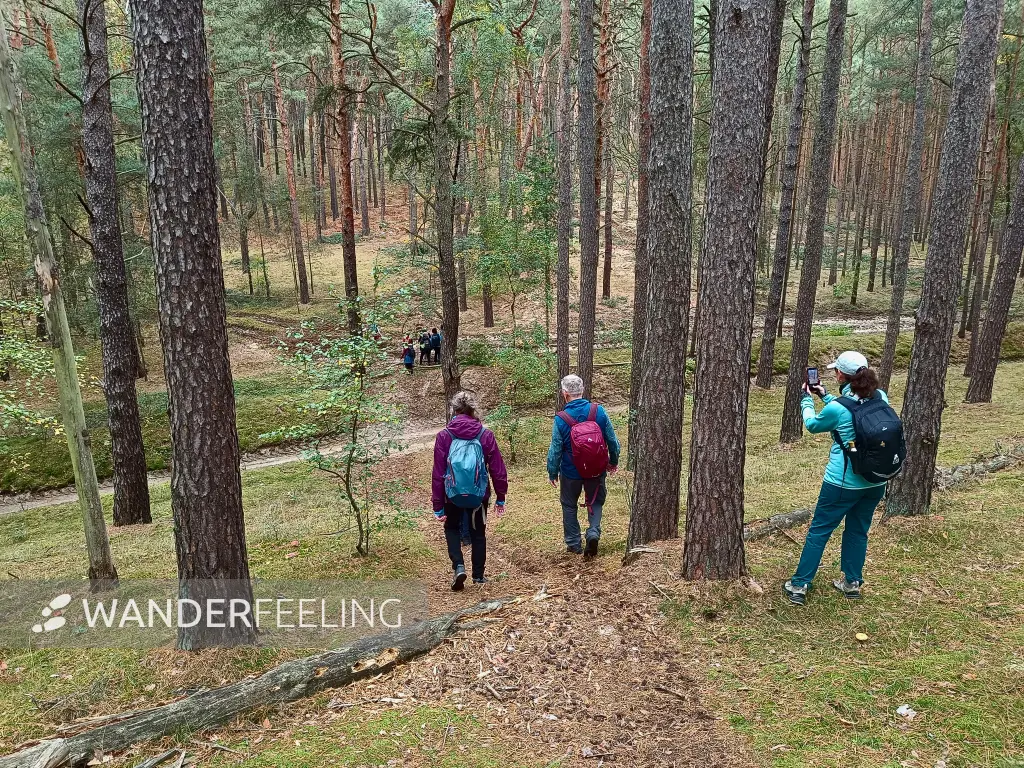 202510110-12 - Waldweg am Saarmunder Endmoränenbogen, Fläming, Brandenburg, Deutschland